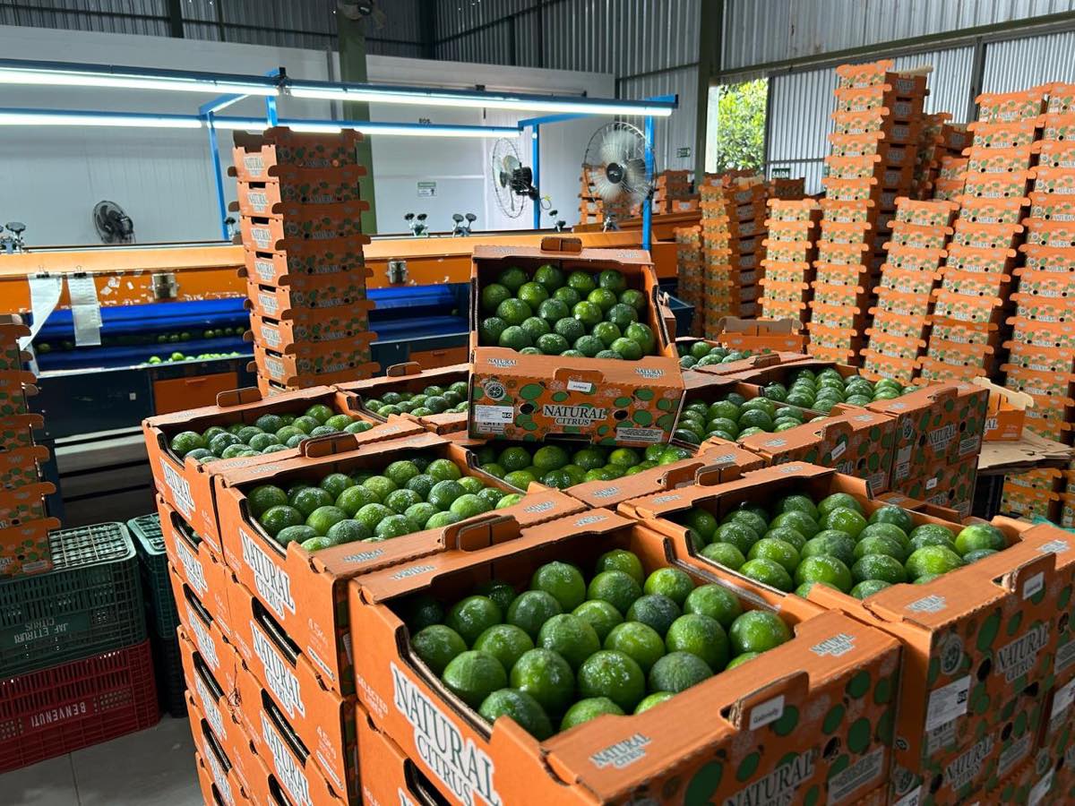 Interior do packing house com caixas prontas para expedição